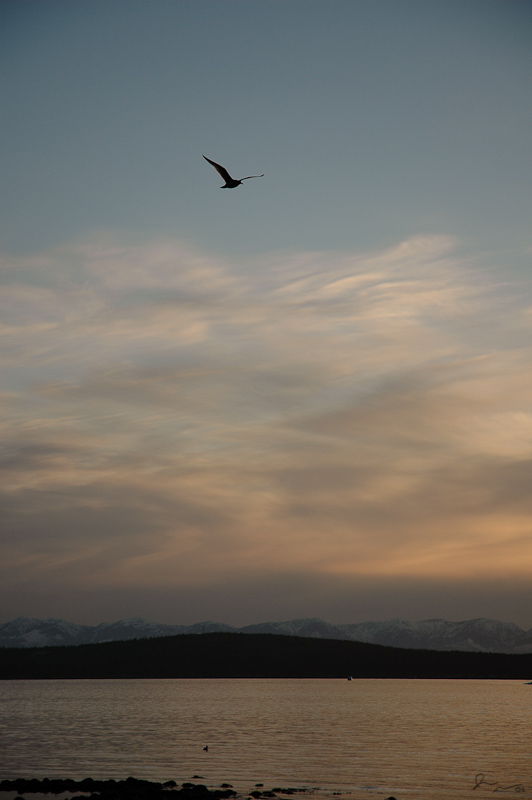 Seagull: Ocean